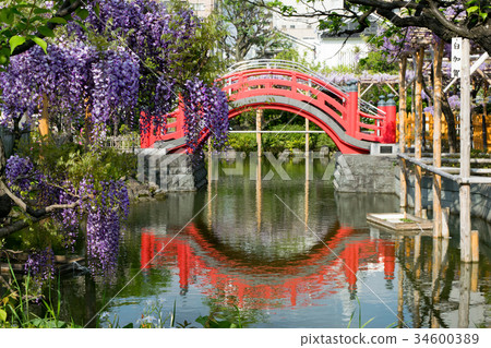 Kameido Tenjin Shrine, Koto-ku, Tokyo Fujitana and Taiko Bridge (Onnabashi) 34600389