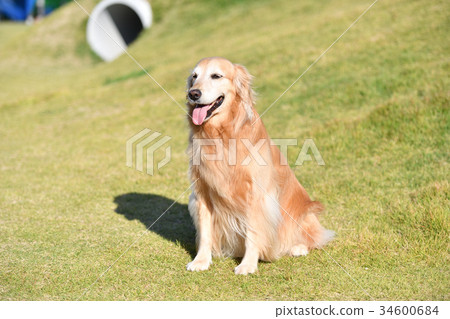 金毛獵犬 金毛獵犬 34600684