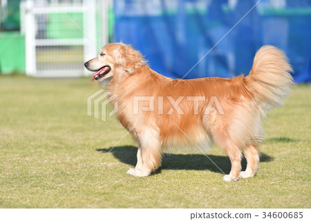 金毛獵犬 金毛獵犬 34600685