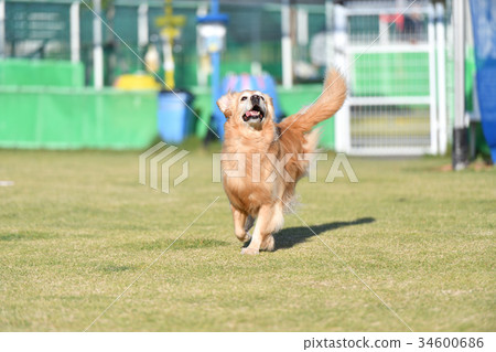 金毛獵犬 金毛獵犬 34600686