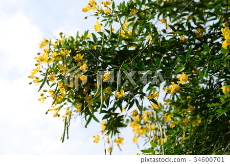 Hana Senna 34 Hana Senna 34 34600701