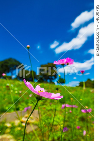 向日葵波斯菊領域 向日葵波斯菊領域 34600795