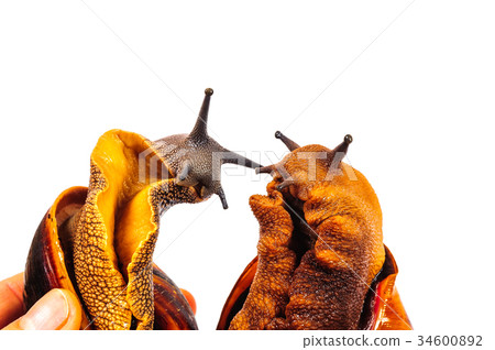Snail isolated on the white background 34600892