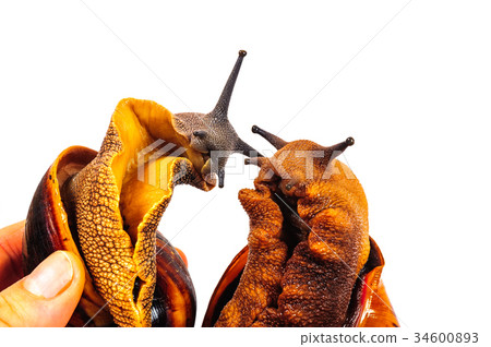 Snail isolated on the white background Snail isolated on the white background 34600893