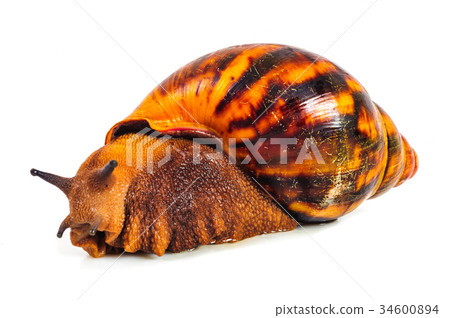 Snail isolated on the white background Snail isolated on the white background 34600894