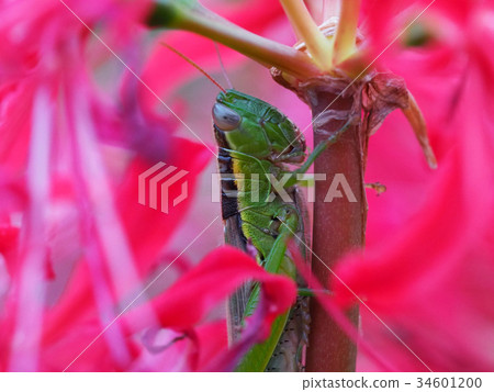 Locusts and amaryllis 34601200