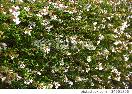 Hana Sono Tsukubane Hutsugi (Hanazono Impinguki Tane) 34601896