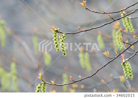 Flower of Kiboshi 34602015