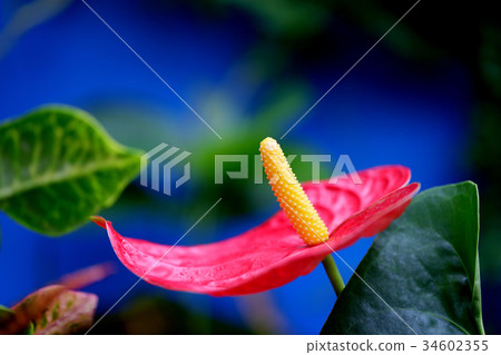 Anthurium Anthurium 34602355