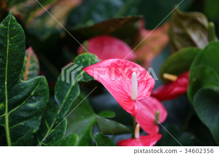 Anthurium Anthurium 34602356