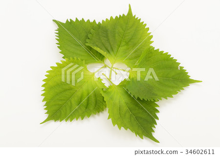 大葉(詩葉) 大葉(詩葉) 34602611