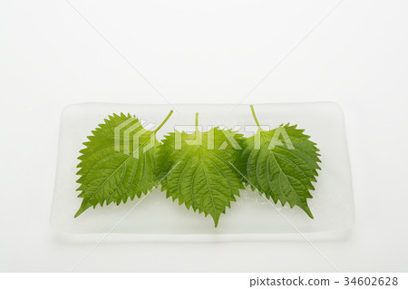 Ooba (Shino leaf) Ooba (Shino leaf) 34602628