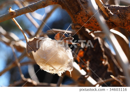 Kuwako的棺材 Kuwako的棺材 34603116