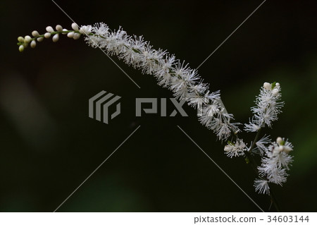 Natural plant Inui Shoma, a flower spike with many small flowers with prominent stamens. I stand out from afar Natural plant Inui Shoma, a flower spike with many small flowers with prominent stamens. I stand out from afar 34603144