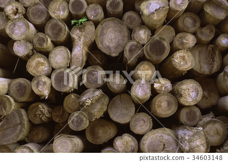 Wood, log (For example, forestry image is also acceptable) 34603148
