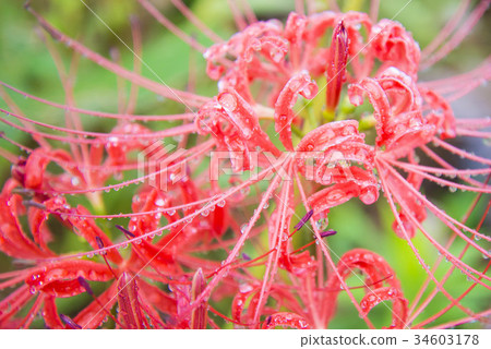 群集孤挺花 34603178