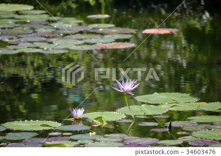 Red dragonfly and water lily Red dragonfly and water lily 34603476