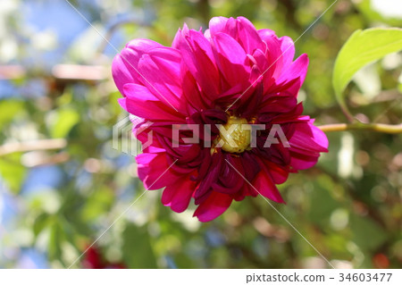 Dahlia 34603477
