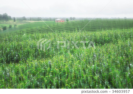 Tea plantation with blurred images. 34603957