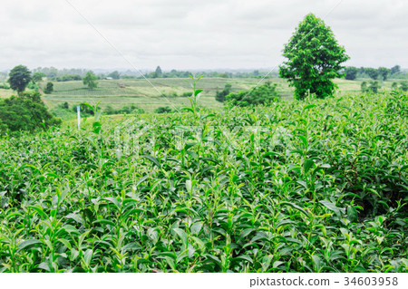 Tea plantation with refreshing of nature. 34603958