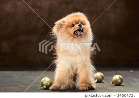 Spitz-dog in studio on a neutral background 34604723