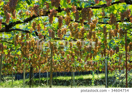 September Katsunuma 04 Koshu vineyard for wine September Katsunuma 04 Koshu vineyard for wine 34604754