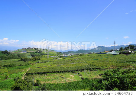September Koshu 05 Katsunuma vineyard, grape picking September Koshu 05 Katsunuma vineyard, grape picking 34604783