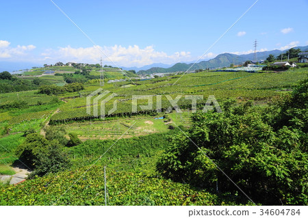 September Koshu 06 Katsunuma vineyard, grape picking 34604784