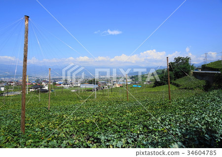 September Koshu 07 Katsunuma Vineyard, Grape Picking 34604785
