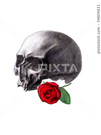 Human skull and red rose isolated on white 34604831