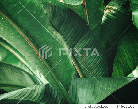 Tropical leaves background Tropical leaves background 34605103
