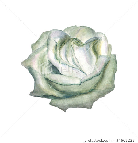Watercolor white rose isolated on white background - Stock Illustration ...