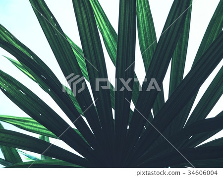 Palms leaves 34606004