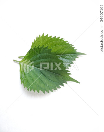 Oba leaf isolated 34607163