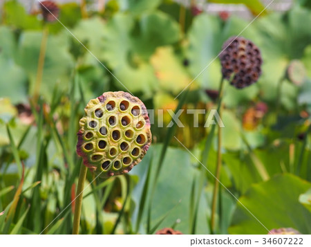 Lotus fruit Hachis fruit 34607222