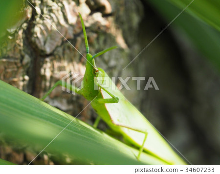 Up-butter up Up-butter up 34607233