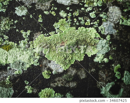 Lichens on tree Lichens on tree 34607425