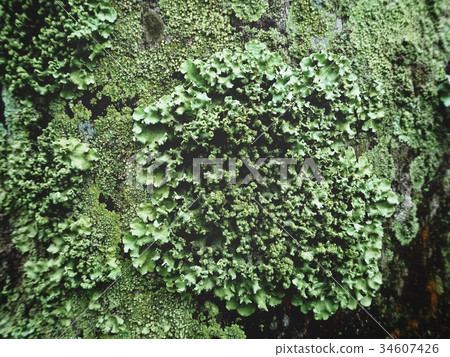 Lichens on tree Lichens on tree 34607426