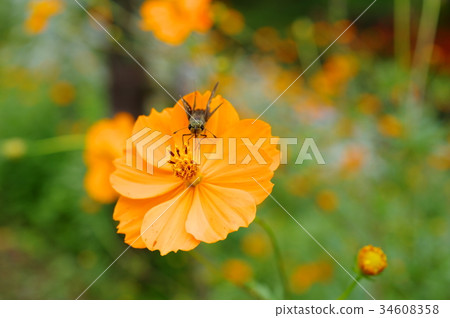 飛行到秋天b-1的波斯菊波斯菊參觀的蝴蝶 34608358