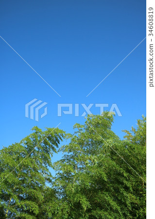 藍天和竹子(1/2) 藍天和竹子(1/2) 34608819