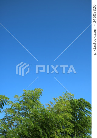 Blue sky and bamboo grove (1/3) 34608820