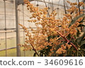 芒果花 34609616