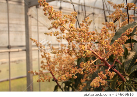 Mango flowers Mango flowers 34609616