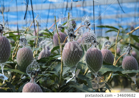 芒果 芒果 34609682