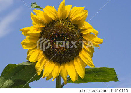 Sunflower over blue sky background Sunflower over blue sky background 34610113