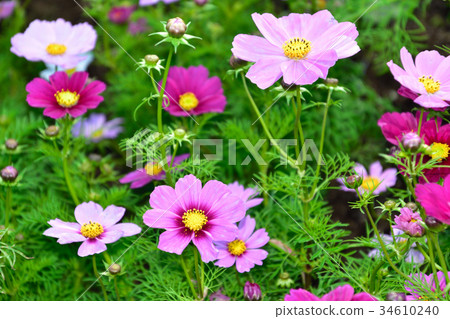 波斯菊花園 波斯菊花園 34610240