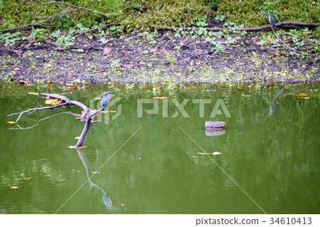 Kingfisher Kingfisher 34610413