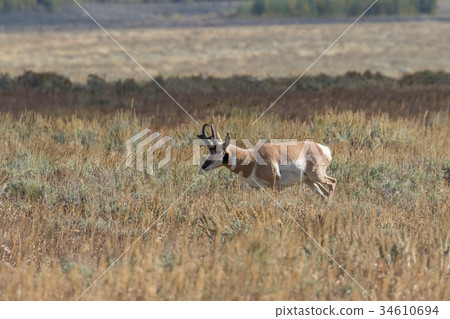 Pronghorn Antelope Buck Pronghorn Antelope Buck 34610694