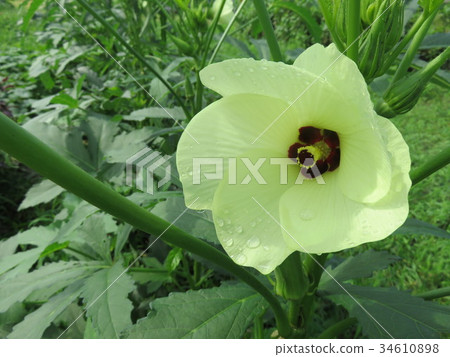 Okra flower after the rain 34610898