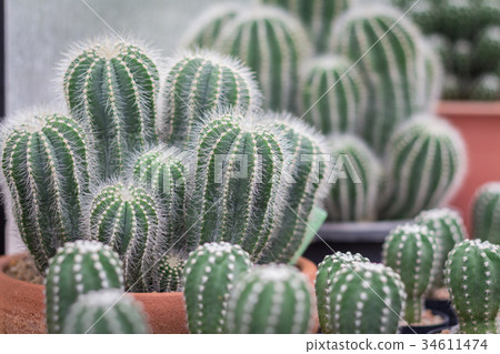 Little cactus plant in flowerpot for garden 34611474